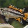 Kakaduzwergbuntbarsch Doppelrot, Apistogramma Cacatuoides, Paarweise 2 Kakaduzwergbuntbarsch Doppelrot, Apistogramma Cacatuoides, Paarweise -Aquariumladen = das Beste. Apistogramma cacatuoides super red 14