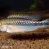 Wilhelmi Zwergbuntbarsch, Apistogramma Sp. Wilhelmi 2 Wilhelmi Zwergbuntbarsch, Apistogramma Sp. Wilhelmi -Aquariumladen = das Beste. Apistogramma sp Wilhelmi Zwergbuntbarsch