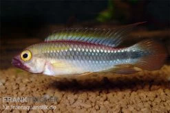 Wilhelmi Zwergbuntbarsch, Apistogramma Sp. Wilhelmi