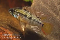 Schwarzkehl-Zwergbuntbarsch, Apistogramma Viejita, Paarweise -Aquariumladen = das Beste. Apistogramma viejita Schwarzkehl Zwergbuntbarsch