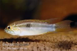 Pucallpa-Zwergbuntbarsch, Apistogrammoides Pucallpaensis