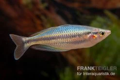 Aru-Regenbogenfisch, Melanotaenia Picta, 5 Tiere -Aquariumladen = das Beste. Aru Regenbogenfisch Melanotaenia picta