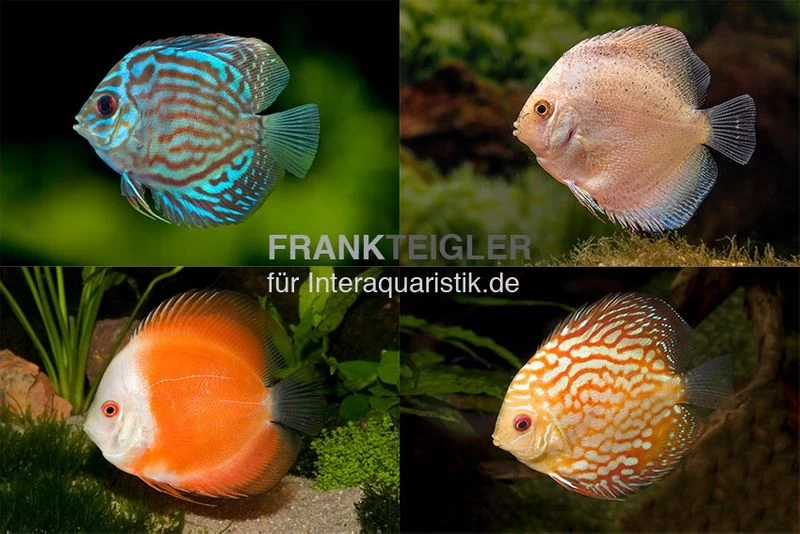 3 X Diskusfisch ASIA-NZ Im Mix, Symphysodon Discus, S 5-6 Cm 3 3 X Diskusfisch ASIA-NZ Im Mix, Symphysodon Discus, S 5-6 Cm