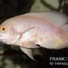 Roter Albino Oscar, Pfauenaugenbuntbarsch, Astronotus Ocellatus, 2 Roter Albino Oscar, Pfauenaugenbuntbarsch, Astronotus Ocellatus, -Aquariumladen = das Beste. Astronotus ocellatus RED ALBINO