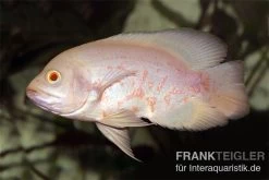 Roter Albino Oscar, Pfauenaugenbuntbarsch, Astronotus Ocellatus,