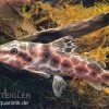 Augenfleckwels, Auchenoglanis Occidentalis (Giraffenwels) -Aquariumladen = das Beste. Auchenoglanis occidentalis