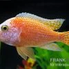 Aulonocara Nyassae "Pink" -Aquariumladen = das Beste. Aulonocara nyassae Pink
