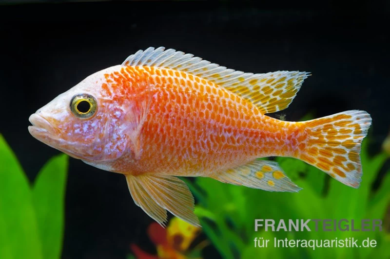 Aulonocara Nyassae "Pink" 3 Aulonocara Nyassae "Pink"