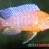 Aulonocara Spec. Dragon Blood Albino, DNZ -Aquariumladen = das Beste. Aulonocara spec Dragon Blood albino 1