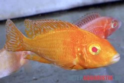 Aulonocara Spec. Dragon Blood Albino, DNZ -Aquariumladen = das Beste. Aulonocara spec Dragon Blood albino 3
