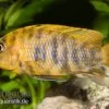 Aulonocara Spec. Mamelad Cat OB, DNZ -Aquariumladen = das Beste. Aulonocara spec MAMELAD CAT OB