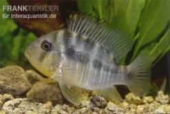 Ballonkopf Erdfresser, Gymnogeophagus Balzani -Aquariumladen = das Beste. Ballonkopf Erdfresser Gymnogeophagus balzani 1