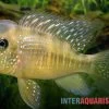 Ballonkopf Erdfresser, Gymnogeophagus Balzani -Aquariumladen = das Beste. Ballonkopf Erdfresser Gymnogeophagus balzani neu