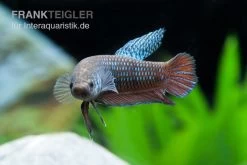 Smaragd-Kampffisch, Betta Smaragdina, Paarweise -Aquariumladen = das Beste. Betta smaragdina 1