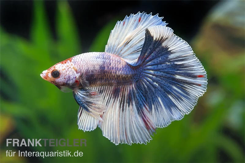 Halfmoon Kampffisch Multi Color NZ, Männchen, Betta Splendens 4 Halfmoon Kampffisch Multi Color NZ, Männchen, Betta Splendens – Bild 2