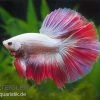 Halfmoon Kampffisch Multi Color NZ, Männchen, Betta Splendens -Aquariumladen = das Beste. Betta splendens Half Moon Multicolor 2 18