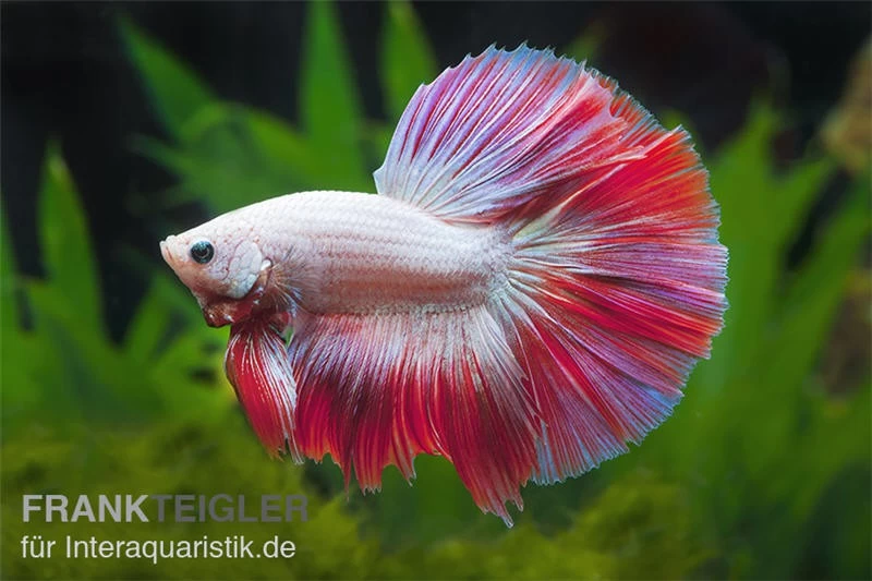 Halfmoon Kampffisch Multi Color NZ, Männchen, Betta Splendens 3 Halfmoon Kampffisch Multi Color NZ, Männchen, Betta Splendens