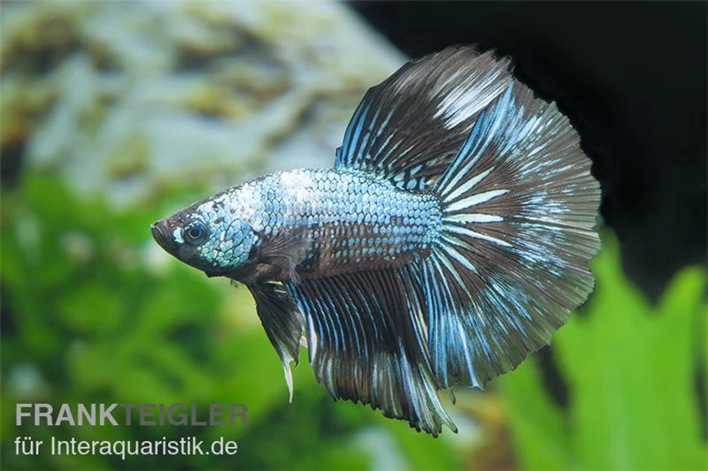 Halfmoon Kampffisch Multi Color NZ, Männchen, Betta Splendens 5 Halfmoon Kampffisch Multi Color NZ, Männchen, Betta Splendens – Bild 3