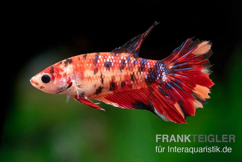 Halfmoon Kampffisch Koi Weibchen, Betta Halfmoon Koi 3 Halfmoon Kampffisch Koi Weibchen, Betta Halfmoon Koi