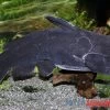 Black Catfish, Trachycorystes Trachycorystes -Aquariumladen = das Beste. Black Catfish Trachycorystes trachycorystes 1