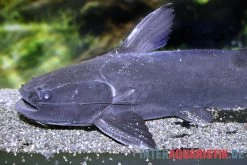 Black Catfish, Trachycorystes Trachycorystes -Aquariumladen = das Beste. Black Catfish Trachycorystes trachycorystes 2