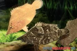 Blattfisch, Monocirrhus Polyacanthus