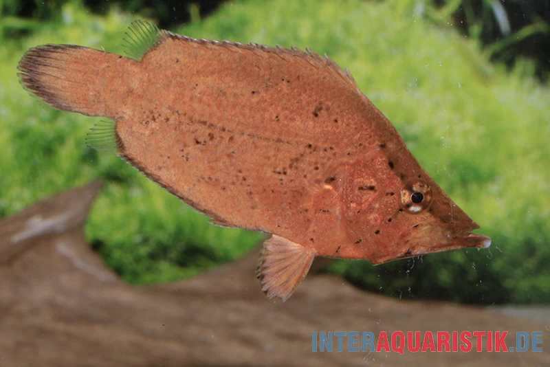 Blattfisch, Monocirrhus Polyacanthus 4 Blattfisch, Monocirrhus Polyacanthus – Bild 2