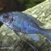 Blauer Fadenmaulbrüter, Ophthalmotilapia Ventralis
