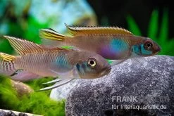 Blauer Kongocichlide, Nanochromis Parilus -Aquariumladen = das Beste. Blauer Kongocichlide Nanochromis parilus 1 Paar 2