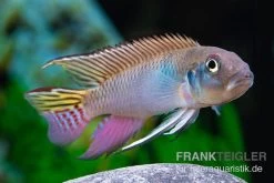 Blauer Kongocichlide, Nanochromis Parilus -Aquariumladen = das Beste. Blauer Kongocichlide Nanochromis parilus 1 Paar 4