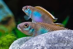 Blauer Kongocichlide, Nanochromis Parilus -Aquariumladen = das Beste. Blauer Kongocichlide Nanochromis parilus 1 Paar 5