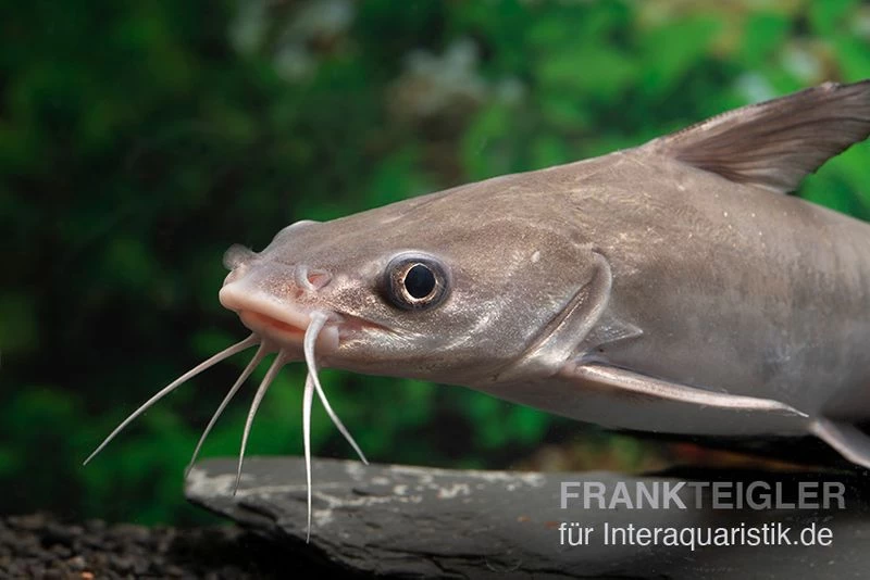 Blauer Minihai, Arius Graeffei 4 Blauer Minihai, Arius Graeffei – Bild 2