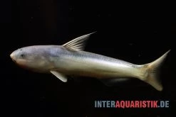 Blauer Wal-Wels, Cetopsis Coecutiens