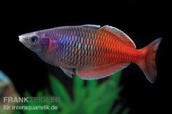 Boesemans Regenbogenfisch Rot, Melanotaenia Boesemani RED, DNZ -Aquariumladen = das Beste. Boesemans Regenbogenfisch RED Melanotaenia boesema 1