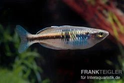 Boesemans Regenbogenfisch Rot, Melanotaenia Boesemani RED, DNZ -Aquariumladen = das Beste. Boesemans Regenbogenfisch RED Melanotaenia boesema 5