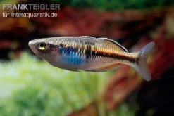 Boesemans Regenbogenfisch Rot, Melanotaenia Boesemani RED, DNZ -Aquariumladen = das Beste. Boesmans Regenbogenfisch rot 3