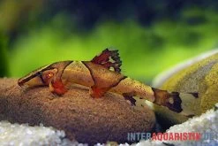 Borneo Sattelfleck-Prachtflossensauger, Homaloptera Orthogoniata