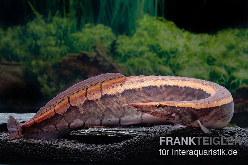 Borneo-Stachelaal, Macrognathus Cf. Tapirus 3 Borneo-Stachelaal, Macrognathus Cf. Tapirus