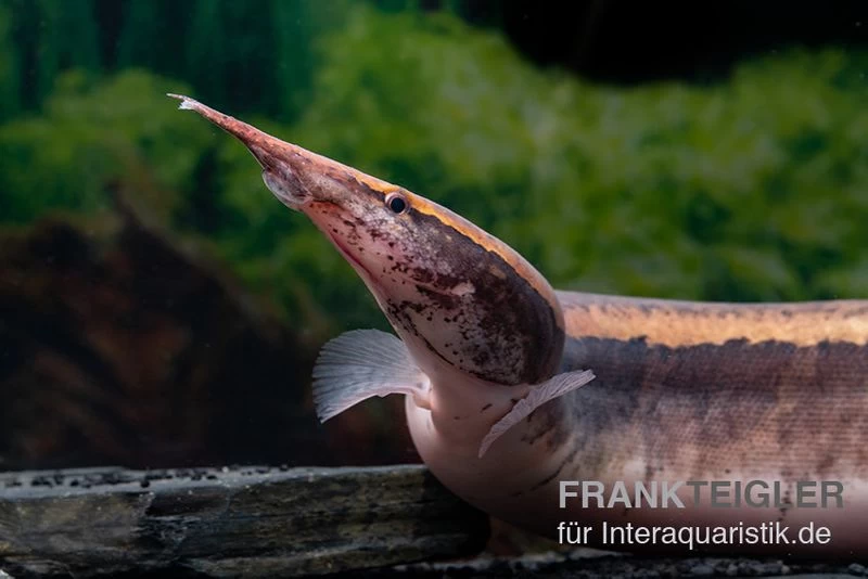 Borneo-Stachelaal, Macrognathus Cf. Tapirus 4 Borneo-Stachelaal, Macrognathus Cf. Tapirus – Bild 2