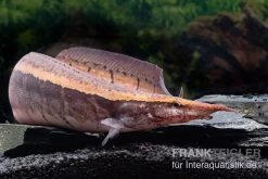 Borneo-Stachelaal, Macrognathus Cf. Tapirus 7 Borneo-Stachelaal, Macrognathus Cf. Tapirus -Aquariumladen = das Beste. Borneo Stacheaal Macrognathus cf tapirus 14