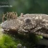 Brauner Antennenwels XL, Ancistrus Sp. -Aquariumladen = das Beste. Brauner Antennenwels XL Ancistrus 2