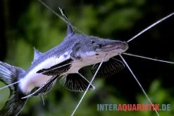 Breitflossen Spatelwels, Goslinea Platynema