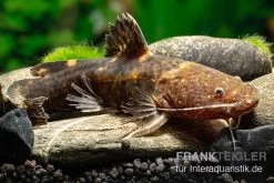 Breitmaul-Hummelwels "Peru", Batrochoglanis Raninus "Peru" -Aquariumladen = das Beste. Breitmaul Hummelwels Peru Batrochoglanis raninus Peru 2