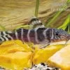Brichards Fiederbartwels, Synodontis Brichardi -Aquariumladen = das Beste. Brichards Fiederbartwels Synodontis brichardi neu