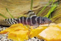 Brichards Fiederbartwels, Synodontis Brichardi