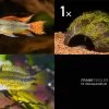 Bundle: 2x Zwergbuntbarsch, Apistogramma Cacad.. + Kokosnusshöhle Bepflanzt -Aquariumladen = das Beste. Bundle Apistogramma Kokosnuss