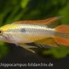 Buntschwanz-Zwergbuntbarsch, Apistogramma Agassizii Doppelrot, Paarweise -Aquariumladen = das Beste. Buntschwanz Zwergbuntbarsch Apistogramma agassizii doppelrot
