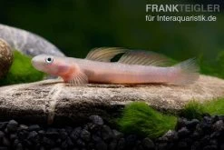 Cebu-Grundel, Sicyopus Cebuensis, 1 Paar -Aquariumladen = das Beste. Cebu Grundel Sicyopus cebuensis 3