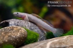 Cebu-Grundel, Sicyopus Cebuensis, 1 Paar -Aquariumladen = das Beste. Cebu Grundel Sicyopus cebuensis 5