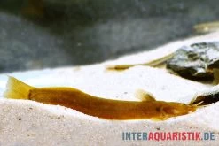 Cerinum-Wels, Amblyceps Cerinum -Aquariumladen = das Beste. Cerinum Wels Amblyceps cerinum 1